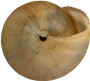 Monachoides incarnatusBOKSKOGSSNÄCKA8,1 × 9,0 mm